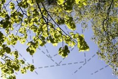 tree foliage sky Product Image 1