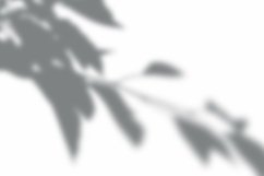 Leaves Shadow Overlay Effect Mockup Product Image 2