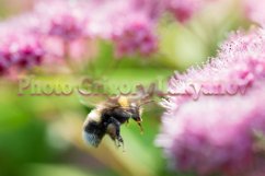 Stock Photo - Blooming pink spirea on a spring day close-up Product Image 1