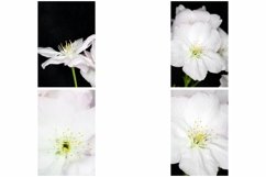 38 White Blossom Floral Flower Close Up Abstract Background Product Image 9