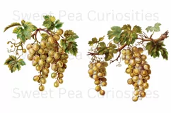 Grapes, Ephemera, PNG, Junk Journal, Vintage, clipart Product Image 3