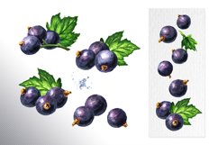 Black currant. Watercolor collection Product Image 4