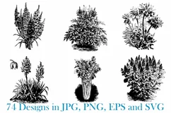 74 Woodcut Vintage Floral and Garden Illustration Collection Product Image 13