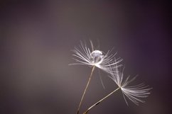 Dandelion Product Image 1