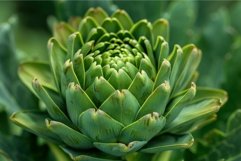 Fresh artichoke closeup in natural light Product Image 1