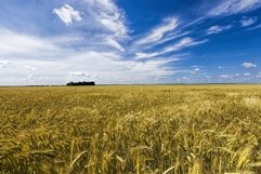 agricultural field in Europe Product Image 1