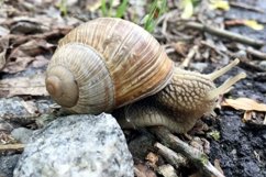 Big garden snail in shell crawling on wet road hurry home Product Image 13