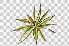 Dracaena maraginata tricolor Watercolor png Product Image 6