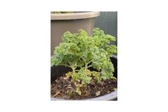 Photo of the Plant Curly Kale or Borecole Product Image 1