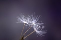 Dandelion Product Image 1