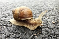 Big garden snail in shell crawling on wet road hurry home Product Image 2