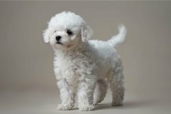 Adorable white fluffy puppy on beige background Product Image 1