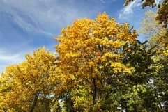 Maple Park in autumn Product Image 1