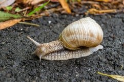 Big garden snail in shell crawling on wet road hurry home Product Image 27