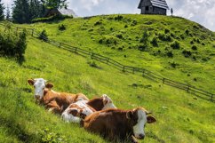 Zajamniki pastures Product Image 1