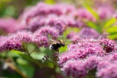 Stock Photo - Blooming pink spirea on a spring day close-up Product Image 1