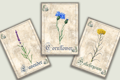 Herbal Botanical Cards Product Image 3