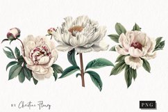 Vintage Peony Clipart | Flower PNG Product Image 1