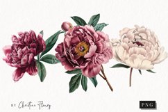 Vintage Peony Clipart | Flower PNG Product Image 1