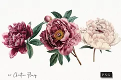 Vintage Peony Clipart | Flower PNG Product Image 1