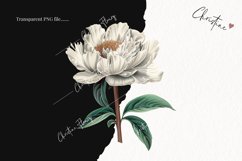 Vintage Peony Clipart | Flower PNG Product Image 2