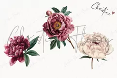 Vintage Peony Clipart | Flower PNG Product Image 3