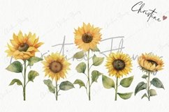 Watercolor Sunflowers Clipart Product Image 4