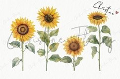 Watercolor Sunflowers Clipart Product Image 7