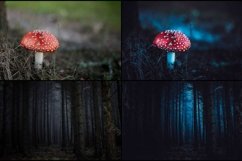 33 Magic Forest Lightroom Presets Product Image 3