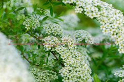 Stock Photo - Blooming white spirea on a spring day close-up Product Image 1