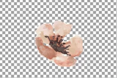 Faded orange and blush flowers and green leaves watercolor Product Image 10