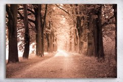 Nature photo, landscape photo, autumn alley photo, Product Image 3
