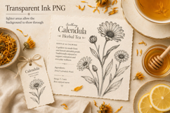 Calendula Photoshop &amp; Affinity Brushes Transparent PNGs Product Image 2