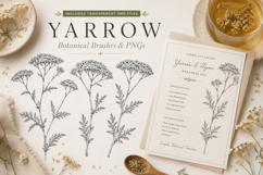 Yarrow Photoshop &amp; Affinity Brushes Botanical PNGs Product Image 2