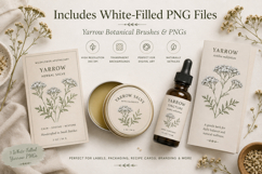Yarrow Photoshop &amp; Affinity Brushes Botanical PNGs Product Image 3