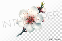Elegant White Cherry Blossom PNG Clipart flower Illustration Product Image 1