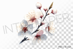 Subtle White Cherry Blossom PNG Clipart flower Illustration Product Image 1