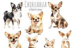 Chihuahua Product Image 3