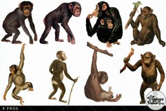 Chimpanzee Vintage Animal illustration Clip Art, Clipart Product Image 3