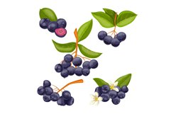 chokeberry antioxidant set cartoon vector illustration Product Image 1