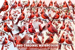 Christmas Cardinal Watercolor Clipart Bundle, Christmas Cardinal clipart Sublimation Bundle, Christmas Cardinal Clipart, Christmas Cardinal Clipart Bundle, Christmas Cardinal Watercolor, Watercolor Christmas Cardinal, Christmas Cardinal Sublimation, Chris