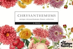 Chrysanthemums Vintage Floral Botanical Clip Art Product Image 1