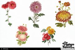 Chrysanthemums Vintage Floral Botanical Clip Art Product Image 2