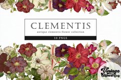 Clementis Vintage Floral Botanical Clip Art Product Image 1