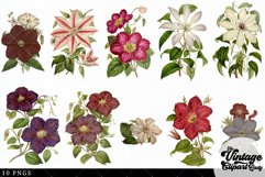Clementis Vintage Floral Botanical Clip Art Product Image 2