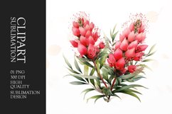 Watercolor bottlebrush flower clipart sublimation png Product Image 1