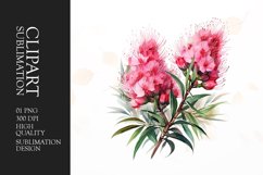 Watercolor bottlebrush flower clipart sublimation png Product Image 1