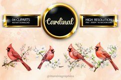 Cardinal Clipart 04 variations Product Image 1