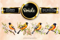 Oriole Clipart 04 variations Product Image 1