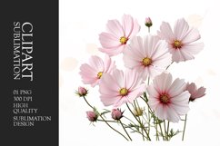 Watercolor cosmos flower clipart sublimation Product Image 1